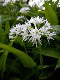 Image result for Allium ursinum