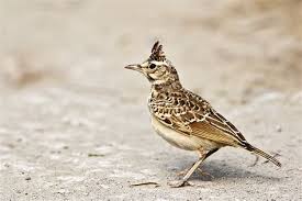 C'est l'espèce la plus répandue en eur. Les Pesticides Principale Cause De La Disparition Des Oiseaux En France Cooperation Planet