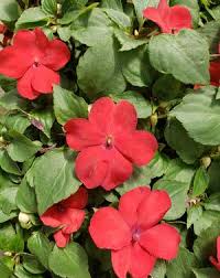 Image result for Impatiens wallerana