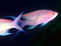 Maybe you would like to learn more about one of these? Purple Queen Anthias Pseudanthias Pascalus Anthias Tropical Reefs