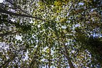 Image result for Musanga