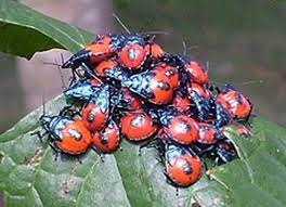 The brown marmorated stink bug (bmsb), halyomorpha halys (stål), is an invasive alien insect native to japan, korea, taiwan and china. Immature Florida Predatory Stink Bugs What S That Bug