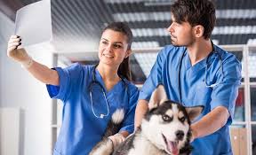 Exact location and prices for any particular study can be looked up using our locations & prices tool. How Much Do Dog X Rays Cost Learn What You Ll Probably Pay