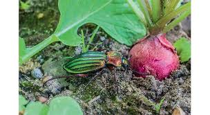 Ami Ou Ennemi 20 Habitants Du Jardin Jardins Jardin Maison Conseil Jardinage
