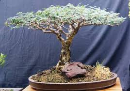 Image result for Acacia burkei