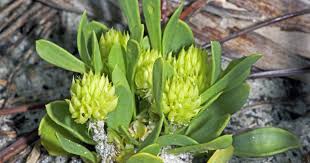 Image result for Polygala