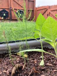 Image result for Asparagus petersianus