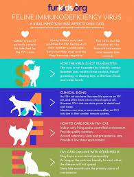Open Your Home And Your Heart To An Fiv Cat Furkids Georgia S Largest No Kill Animal Rescue Shelters