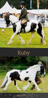 Ponies for sale in ny. Ruby The Perfect Family Pony 148cm Born In 2010 She Has Turned Her Hoof At Most Things Lovers To Jump Fun Hack Read Ponies For Sale Horses For Sale Pony