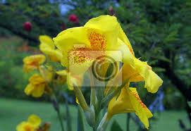 Indem sie gelben lein in ihrem naturnah bewirtschafteten garten ansiedeln, leisten sie einen wertvollen beitrag zum erhalt der sonnengelben blütenpracht. Blume Gelb Natur Pflanze Fruhling Blumen Garten Grun Fototapete Fototapeten Blutenblatter Narzisse Stieg Myloview De