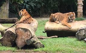 Lost world hot springs & night park lost world hippo kingdom. Lost World Of Tambun In Ipoh Malaysia Water Park Amusement Rides Animals Boating All In One Theme Park Little Day Out