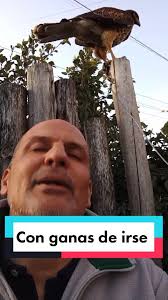 Rescate de Poyuelo de Águila: Preparativos para la Liberación