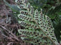Image result for Rumohra adiantiformis