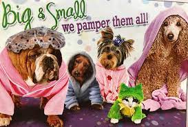 Pet grooming all breed dog & cat grooming,friendly professional service,scissor finishing,all breed dog & cat grooming,scissor finishing. All Pets Grooming Facebook