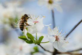 Because bitcoin is so powerful and has so much potential, bitcoin's projected value and estimated growth could be astronomical. Bees And Other Pollinators Are Key To Biodiversity Agriculture And Food Production World Economic Forum
