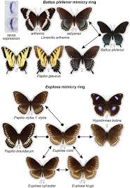 Collection by kees van der graaf • last updated 7 weeks ago. Mimicry In Butterflies Co Option And A Bag Of Magnificent Developmental Genetic Tricks Deshmukh 2018 Wires Developmental Biology Wiley Online Library