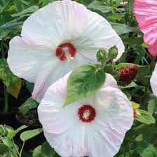 Image result for Hibiscus physaloides