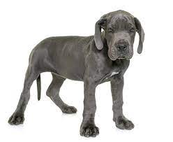 Cute Great Dane Dane Puppies Great Dane Great Dane Puppy