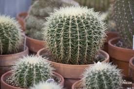 De cette manière, vous aurez une très belle floraison l'année qui suit. Le Regne Du Cactus La Presse