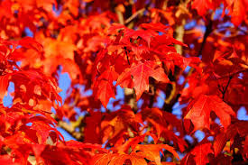 It also had use in wild world as currency for larger transactions. 13 Beautiful Species Of Maple Trees