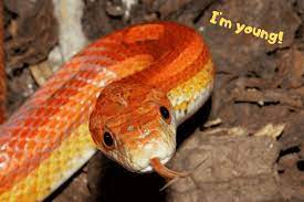 Sunbeam snakes typically reach about 3ft in length and about as big around as a quarter. Corn Snake Lifespan How Long Does A Corn Snake Live For