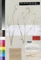 Image result for Kohautia caespitosa