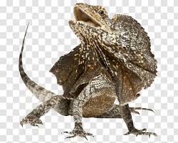 Lizards and snakes are reptiles and they have no way of regulating their internal temperature. Lizard Reptile Snake Pet Chameleons Neck Frill Transparent Background Transparent Png