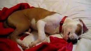 Dog Crying In Sleep Youtube
