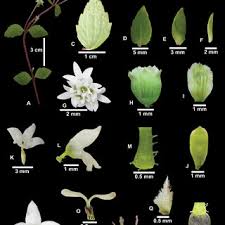Image result for Erlangea remifolia
