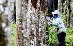 Sejarah ringkas pokok getah di malaysia. Pokok Getah In English