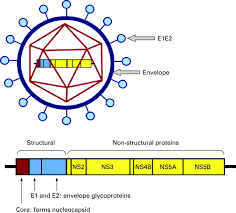 Суммарные антитела к вирусу вирус гепатита с, определение рнк кол. Hepatitis C Virus Entry Possible Targets For Therapy Gut