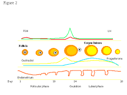 the mechanism of ovulation glowm