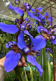 This plant shows unusual behaviour. Neomarica Caerulea Walking Iris Buy Online At Annie S Annuals