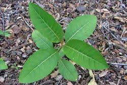 Image result for Harungana madagascariensis