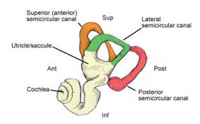 The ear is complex and its malfunctions and disorders are diverse. Canalith Repositioning Maneuvers Overview Indications Contraindications