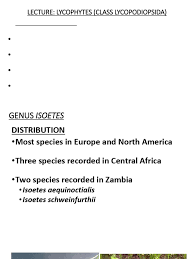 Image result for Isoetes schweinfurthii