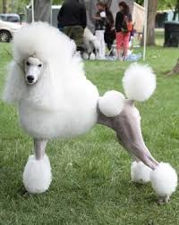 Black And White Standard Poodle Puppies For Sale Aspen Ch Munaut Desert Reef Stand By Me White Standard Poodle Puppy Poodle Puppy Poodle Puppy Standard Standard Poodle