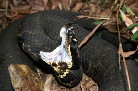 The water moccasin, north america's only venomous water snake, has a distinctive blocky, triangular head; How To Identify A Baby Cottonmouth Snake 16 Helpful Photos