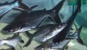 Jendela Ilmu Kita Budidaya Ikan Patin Ikan