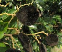 Image result for Dialium guineense