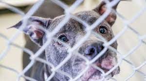 Take the first step to providing a loving home to a pet in need and adopt a pet. Indianapolis Animal Care Shelter Is Full Offering Free Pet Adoptions