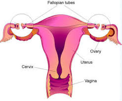 Tubal Reversal In Sc Tubal Ligation Procedure Coastal Fertility