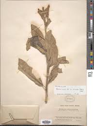 Image result for Ozoroa reticulata
