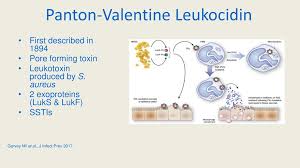 It is often positive for catalase and nitrate reduction and is a facultative anaerobe that can grow without the need for oxygen. Case Two Outbreak Of A Pvl Producing Mrsa Ppt Download