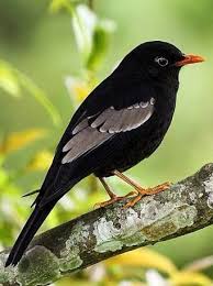 Birds With Human Arms Youtube Elisabeth Davila Lizdaru Twitter Beautiful Birds Birds Pretty Birds