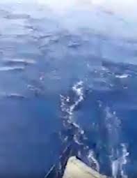Due grossi cinghiali nuotano a cinque miglia al largo di marzameni, siracusa, nel tentativo di raggiungere la costa. Uae Bsfzyofkgm