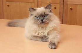 Blue point himalayan kittens have whose blue coat color is confined to the points: Datei Bluepoint Himalayan Kitten Cirrus At 6 Months By Asilverstein 2014mar14 Img 2542b Jpg Wikipedia