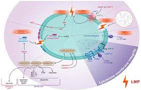 It refers to the killing of an entire set of cells by the breakdown of the lysosomal membrane. Ijms Free Full Text Typical And Atypical Inducers Of Lysosomal Cell Death A Promising Anticancer Strategy Html