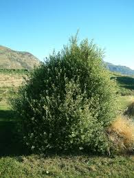 Image result for Pittosporum tenuifolium