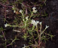 Image result for Polycarpaea corymbosa